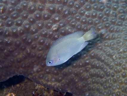 A grey damselfish (Pomacentrus reidi) swims calmly over a coral background with soft patterns, dive