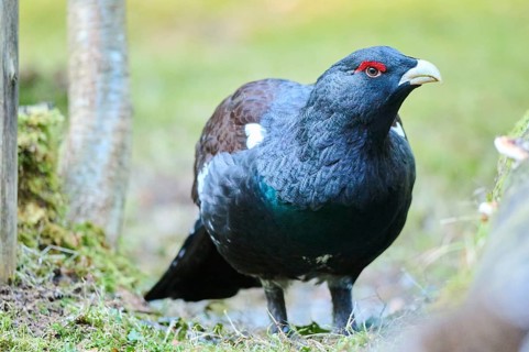 Western capercaillie (Tetrao urogallus) male (cock) standing on the ground at the edge of a foest,