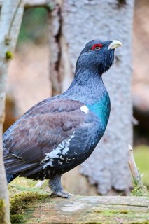 Western capercaillie (Tetrao urogallus) male (cock) standing on the ground at the edge of a foest,