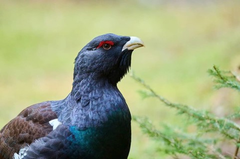 Western capercaillie (Tetrao urogallus) male (cock) portrait, Bavaria, Germany, Europe