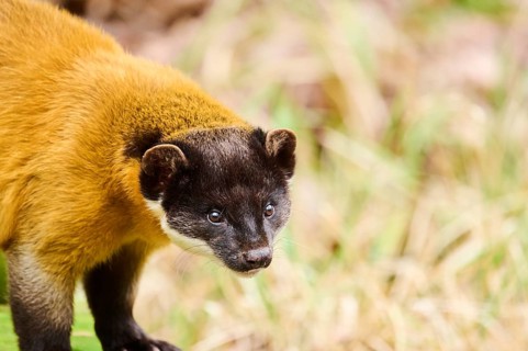 Yellow-throated marten (Martes flavigula), portrait, Germany, Europe