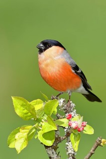 Bullfinch (Pyrrhula pyrrhula) male sitting on a branch with apple blossoms (Malus domestica),