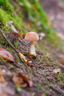 A single fly agaric standing on a mossy forest floor, Monbachtal, Bad Liebenzell, district of Calw,