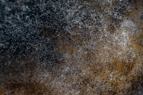 Black dangerous fungus on melon macro photography shot