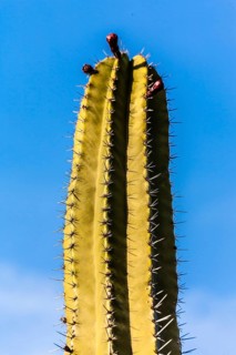 2016, Guatiza, Lanzarote, Jardin de Cactus by Cesar Manrique, ESP, Spain, Canary Islands, Canary