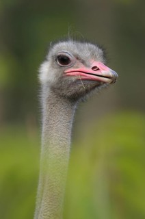 Close-up of an ostrich head with focused gaze and grey plumage, common ostrich (Struthio camelus),