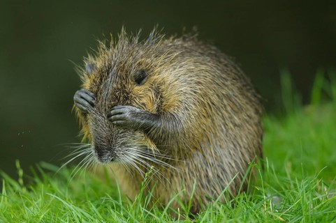 Desperate nutria with hands in front of its eyes on a green meadow, Nutria (Myocastor coypus)