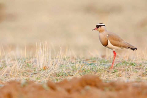 Crowned Lapwing, (Vanellus coronatu), Wakkerstrom surroundings, Wakkerstrom, Mpumalanga, South
