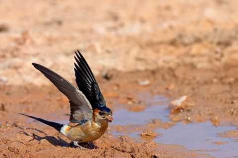 Red-rumped swallow (Hirundo daurica), Lesbos Island, Greece, Europsa, Europe