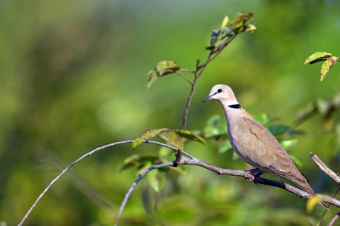 Red-crested Pigeon, (Streptopelia vinacea), Red-winged Turtle Dove, Morgan Kunda lodge / road to