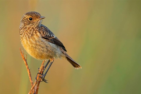 Stonechat, (Saxicola torquata), foraging, female, Eich, Rhineland-Palatinate, Germany, Europe