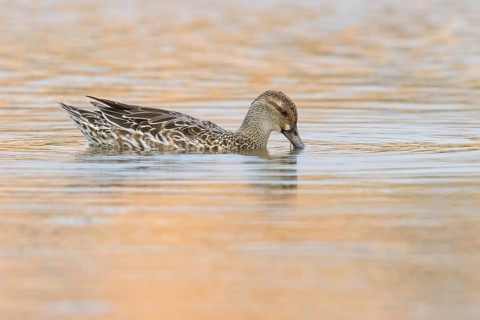 Garganey, (Anas querquedul), duck family, East Khawr / Khawr Ad Dahariz, Salalah, Dhofar, Oman,