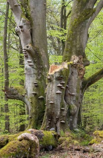 Old copper beech (Fagus sylvatica) with tinder fungus (Fomes fomentarius), triple beech, one trunk