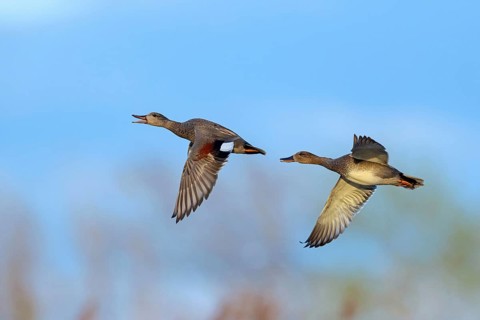 Gadwall, (Anas strepera), Mareca strepera, two ducks in flight, Wagbachniederung, Wagh‰usl,