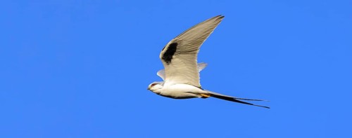Swallow-tailed Kite, (Chelictinia riocourii), also Scissor-tailed Kite, African Swallow-tailed