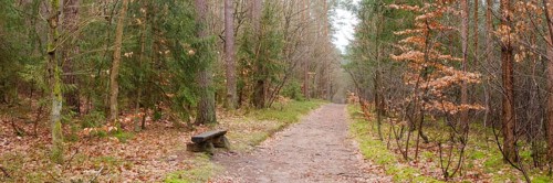 Bench on the path through the forest, Waren, Müritz, Müritz National Park, Mecklenburg Lake