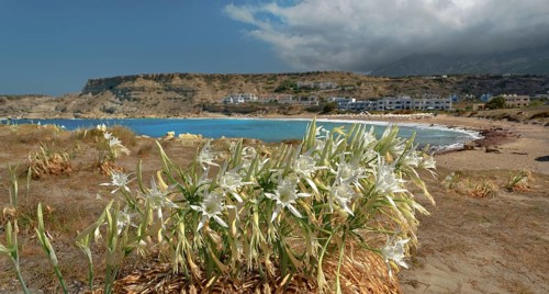 White pancratium on the beach with a view of the sea and mountains in the background, Arkasa,