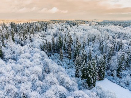 Frosty forest with snow and tall trees under a cloudy sky, Bad Wildbad, district of Calw, Black