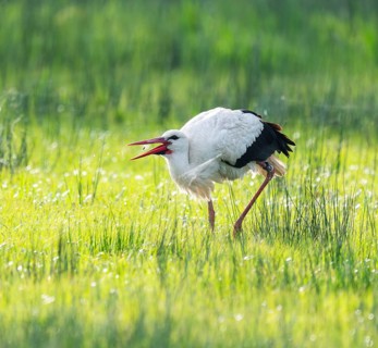 White stork (Ciconia ciconia) foraging in a meadow, spider threads on the grass, Lower Saxony,