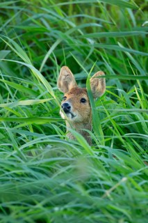 Chinese water deer (Hydropotes inermis) adult animal amongst reeds of a reedbed, England, United