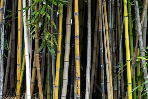 Bamboo, bamboo grove, Scherrer Park, Parco Scherrer, Morcote, Lake Lugano, Lago di Lugano, Canton
