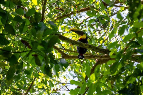 Golden-throated Toucan (Ramaphastos ambiguus) sitting on a branch, Corcovado National Park, Osa