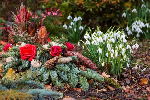 Snowdrops (Galanthus) blooming on a grave next to a grave arrangement, cemetery, Saxony, Germany,