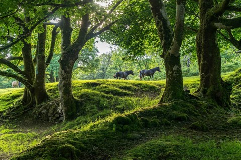 Horses in a clearing in the forest, Dartmoor, Devon, England, Great Britain