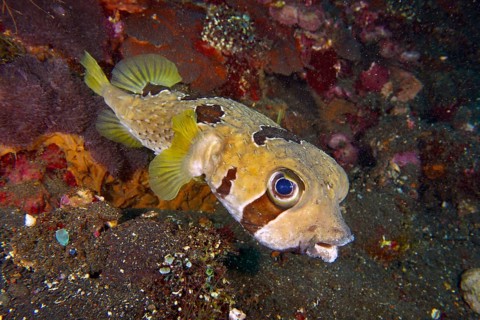 A yellow-brownish spotted masked porcupinefish (Diodon liturosus) swimming in the reef, dive site