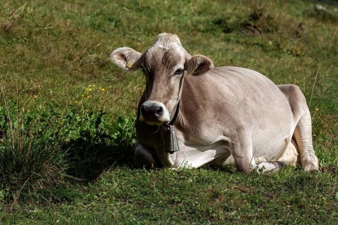 Bark (Bos taurus) lies in the grass, Sambuco Valley, Vale Sambuco, near Fusio, Lavizzara, Canton