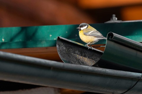 A great tit (Parus major) sits on a green gutter, illuminated by soft sunlight