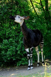 Okapi (Okapia johnstoni), adult, foraging, captive