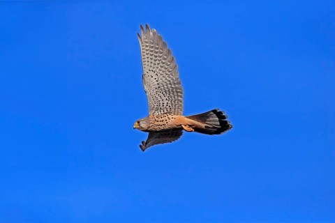 Kestrel (Falco tinnunculus), adult, female, flying, Ellerstadt, Rhineland-Palatinate, Germany,