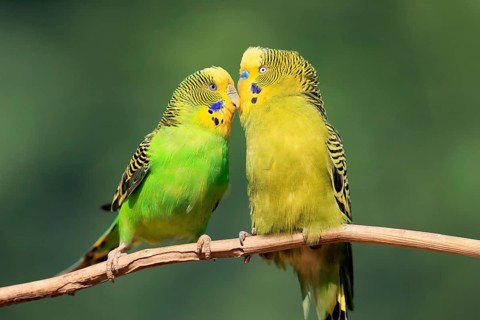Budgerigar (Melopsittacus undulatus), adult, pair, male, female, two, in perch, courtship, social