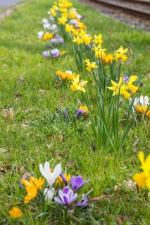 Flowering strip between tram tracks and road with yellow and purple crocuses (crocus) and daffodils