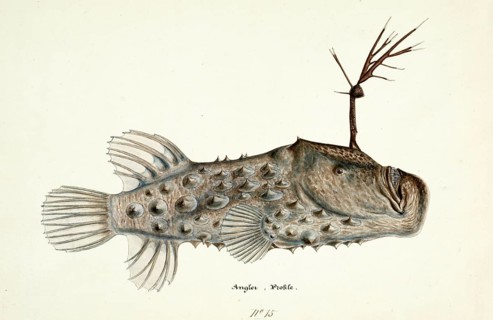 Spiny anglerfish, Himantolophus appelii, The prickly anglerfish, fish, reproduction of an original,