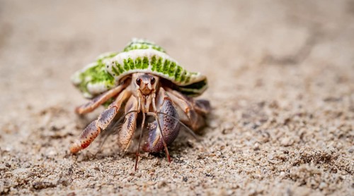 Caribbean hermit crab (Coenobita clypeatus), in the sand on the beach, Parque Nacional Cahuita,