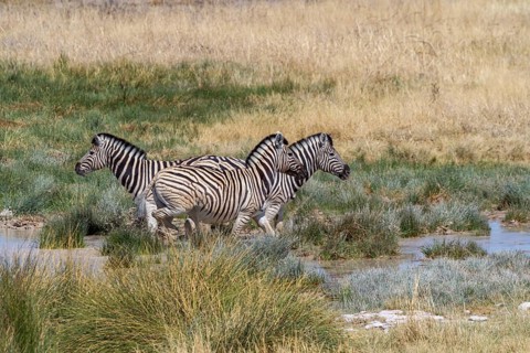 Steppe zebras at a waterhole in Etosha National Park, Namibia, Africa