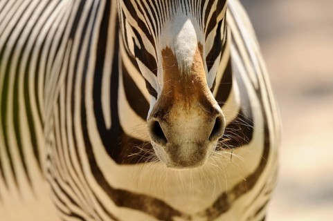 Close-up of the zebra owl with stripe pattern and fine details, Grevyzebra (Equus grevyi), captive
