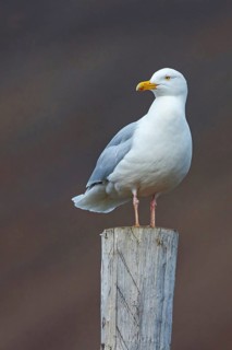 Glaucous gull (Larus hyperboreus), Norway, Spitsbergen, Longyearbyen, Svalbard / Spitsbergen,