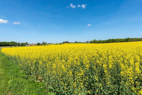 Agriculture in hilly moraine landscape, South Funen, Denmark, Fy, Funen, Denmark, Europe