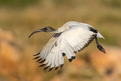 African sacred ibis (Threskiornis aethiopicus), family of ibises and spoonbills, aerial photograph,