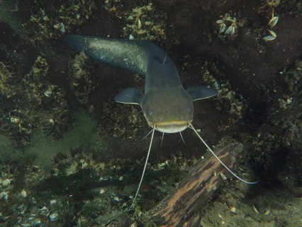 A close-up of a catfish (Silurus glanis), Waller, with clear barbels in an underwater landscape.