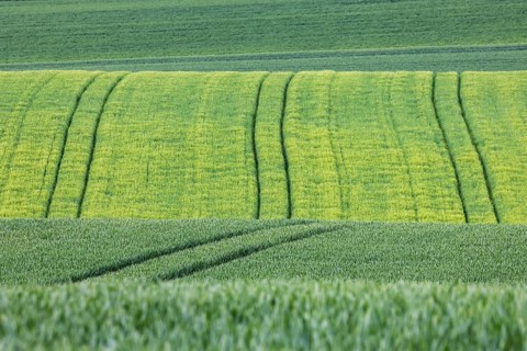 Cereal fields in spring with vehicle tracks in the fresh green, Neckarwestheim, Baden-Württemberg,