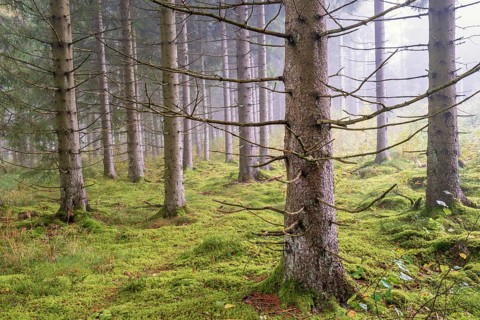 Spruce forest in morning fog with green moss on the ground on a summer day