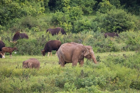 Indian elephants (Elephas maximus indicus), Khiri Khan, Hua Hin, Kui Buri National Park, Thailand,
