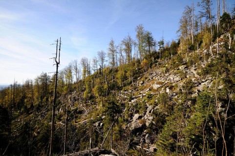 Hilly forest with dead trees under a blue sky, Lusen, Bavarian Forest National Park