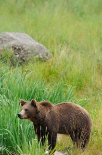 A bear stands attentively on a green meadow, Eurasian brown bear (Ursus arctos arctos), Bavarian