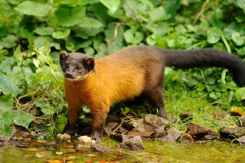 A marten stands by a small watercourse, surrounded by green forest vegetation, coloured marten,