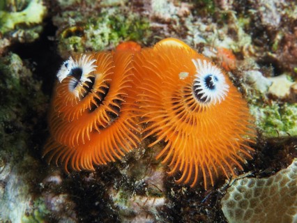 Orange Indo-Pacific Christmas tree worm (Spirobranchus corniculatus) on reef, dive site Pidada,